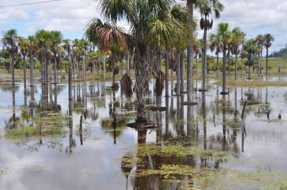 Buritizal, muito comum no sul de Roraima, na viagem para Presidente Figueiredo - AM